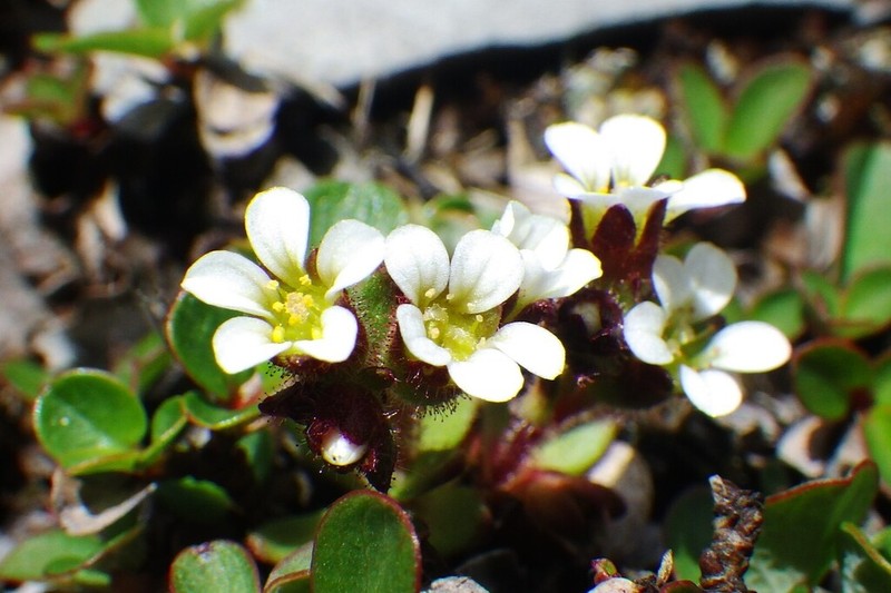 Wedgeleaf Saxifrage photo 7