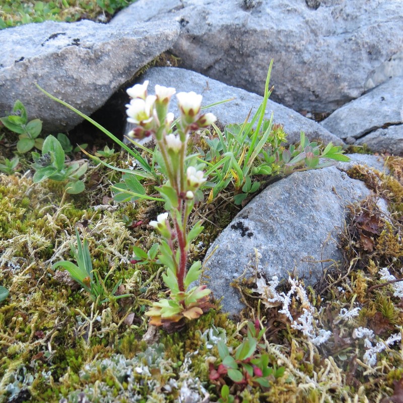 Wedgeleaf Saxifrage photo 8