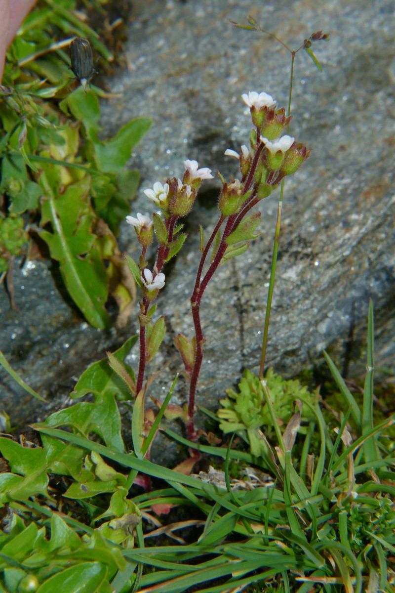Saxifraga adscendens subsp. adscendens