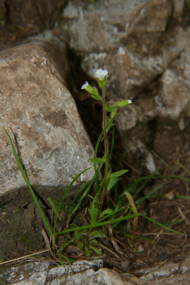 Saxifraga adscendens subsp. adscendens photo 2