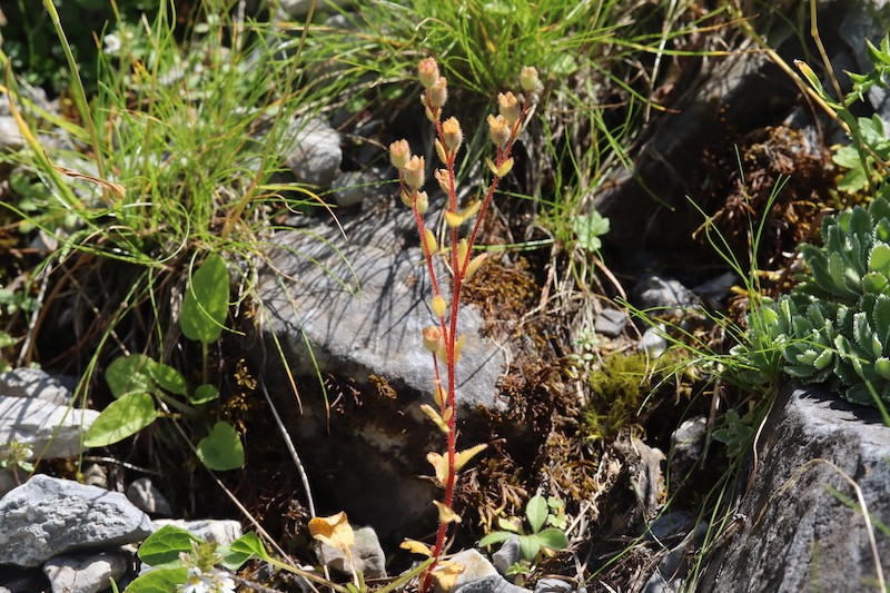 Saxifraga adscendens subsp. adscendens photo 3