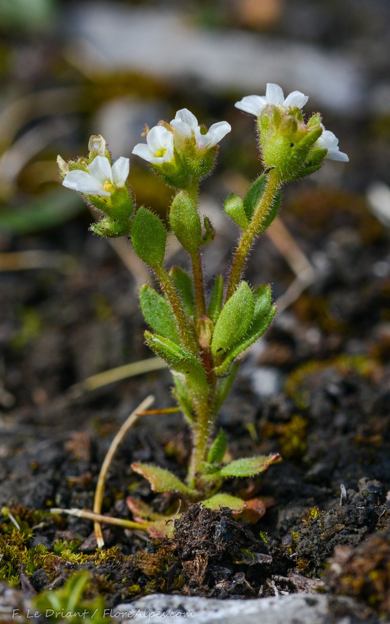 Saxifraga adscendens subsp. adscendens photo 4