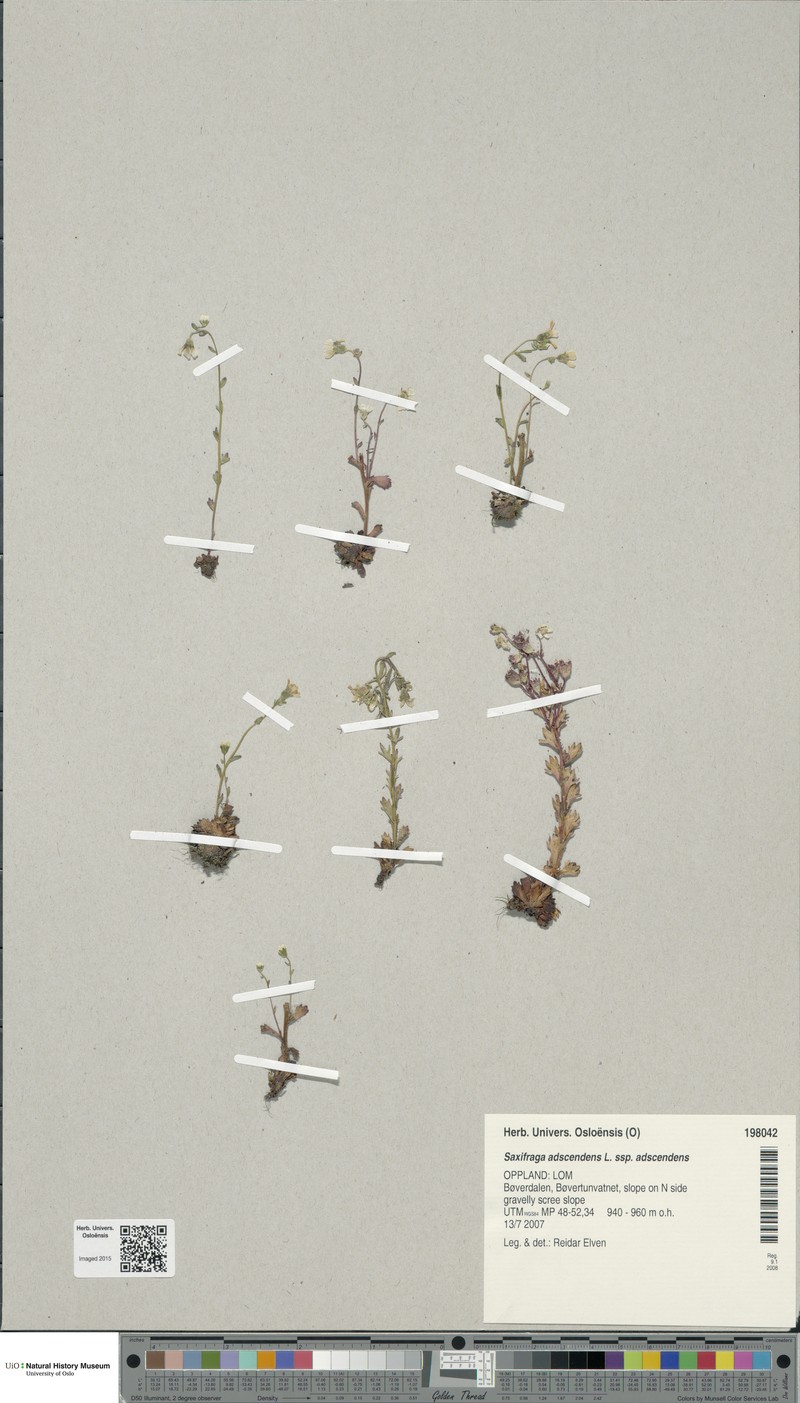 Saxifraga adscendens subsp. adscendens photo 5