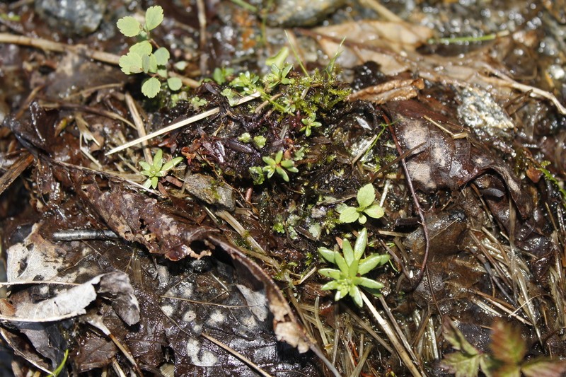 Yellow Mountain Saxifrage photo 3