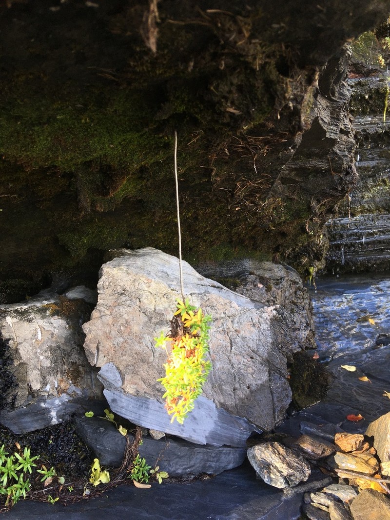 Yellow Mountain Saxifrage photo 4