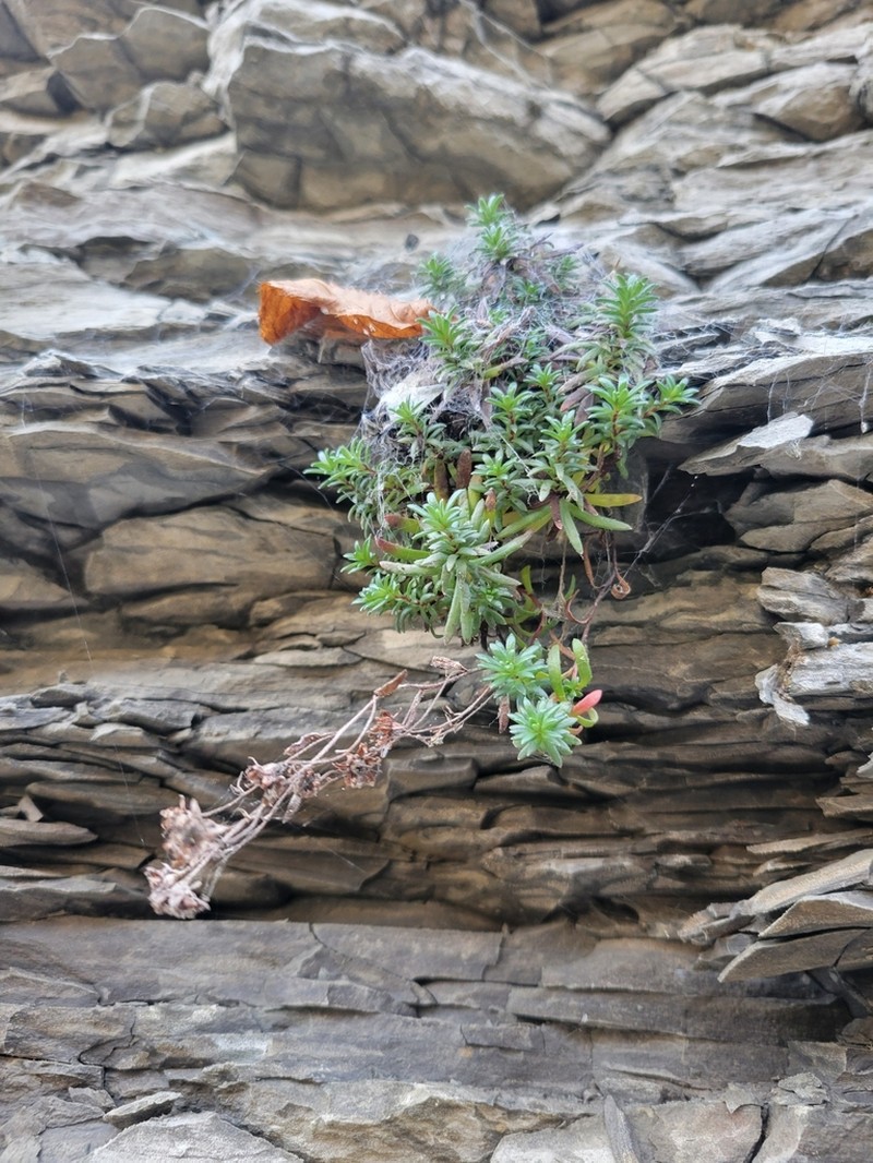 Yellow Mountain Saxifrage photo 5