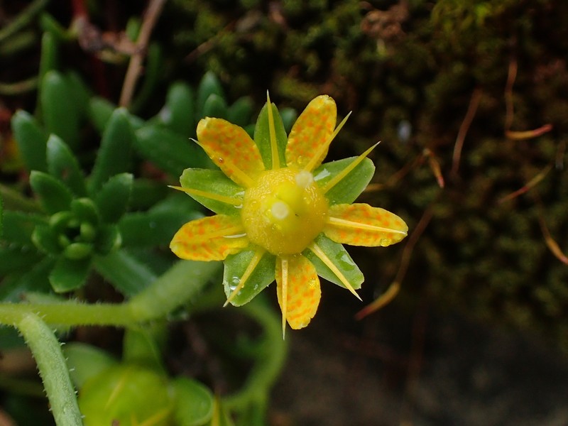 Yellow Mountain Saxifrage photo 6