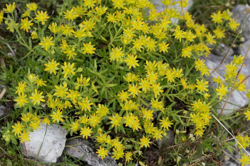 Yellow Mountain Saxifrage photo 7