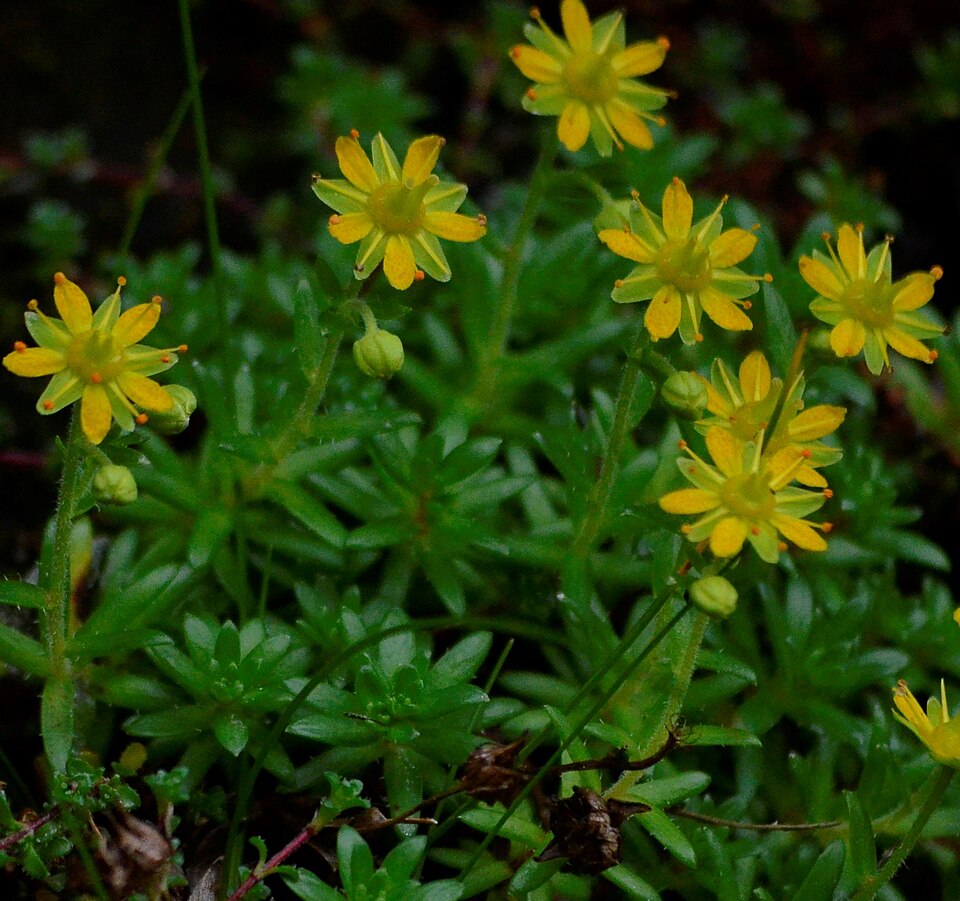 Yellow Mountain Saxifrage