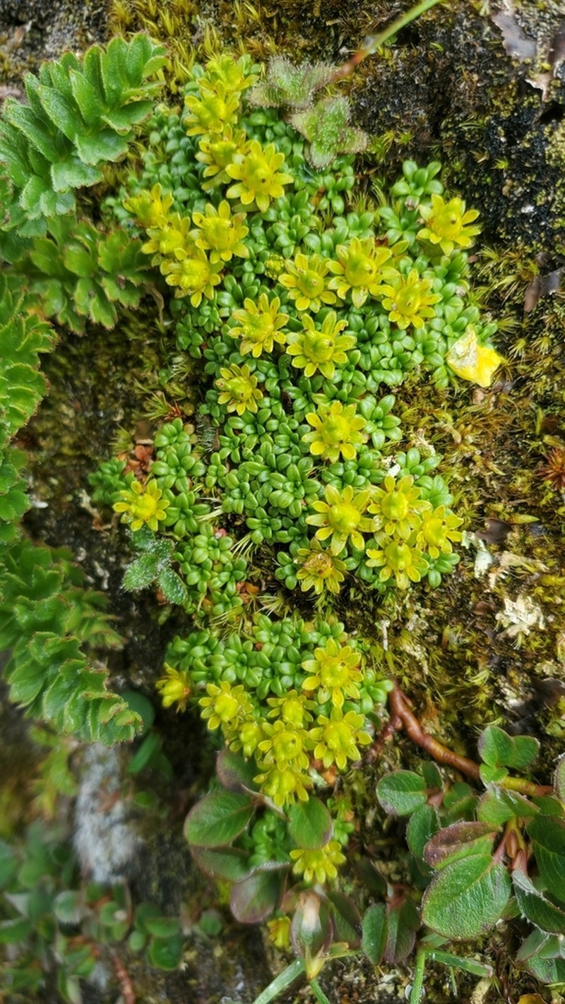 Aleutian Saxifrage