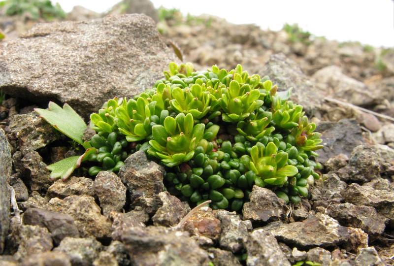 Aleutian Saxifrage photo 2