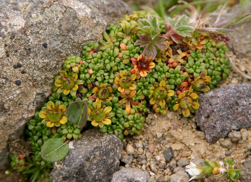 Aleutian Saxifrage photo 3