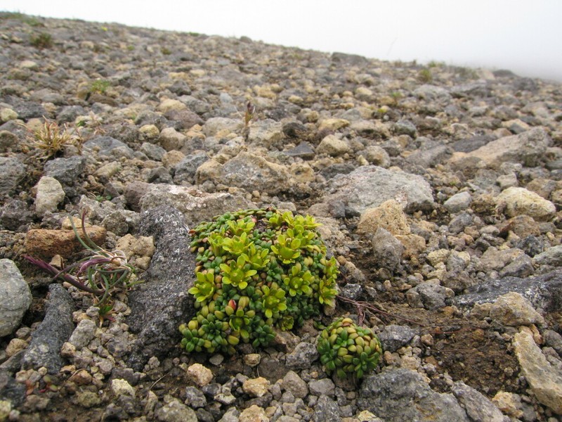 Aleutian Saxifrage photo 4