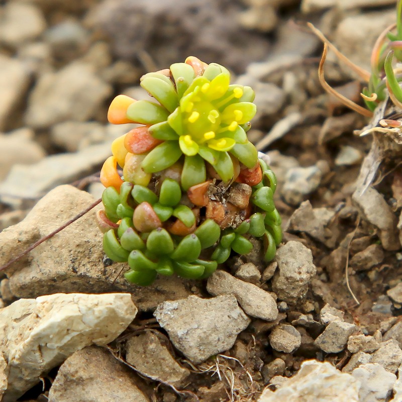 Aleutian Saxifrage photo 6