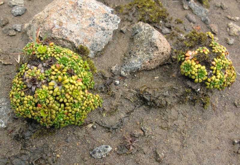 Aleutian Saxifrage photo 7