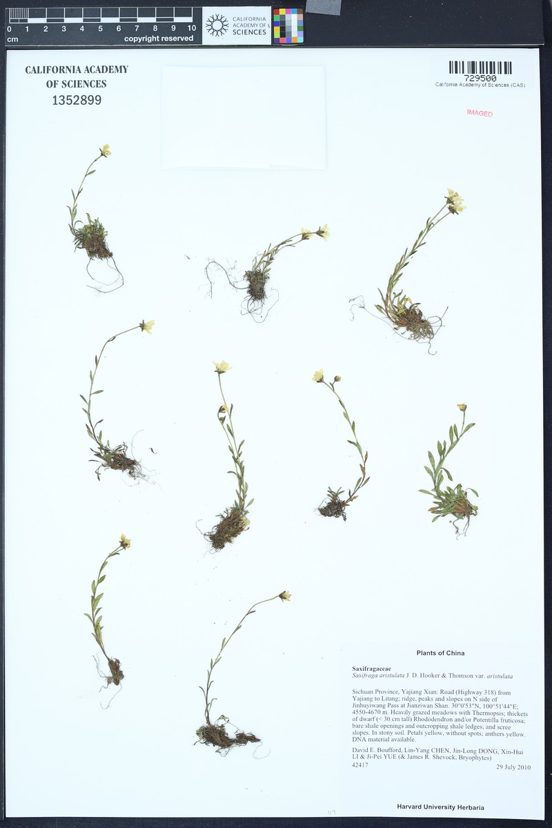 Saxifraga aristulata var. aristulata