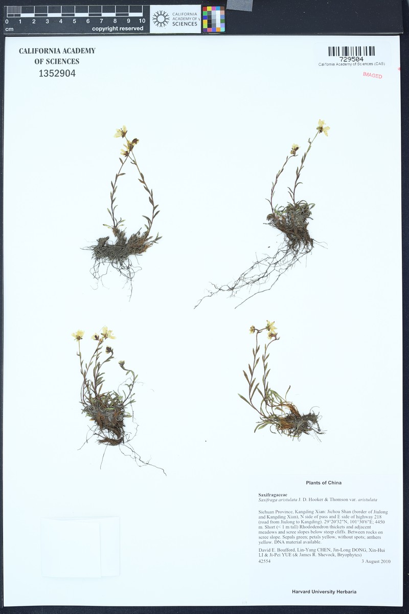 Saxifraga aristulata var. aristulata photo 2