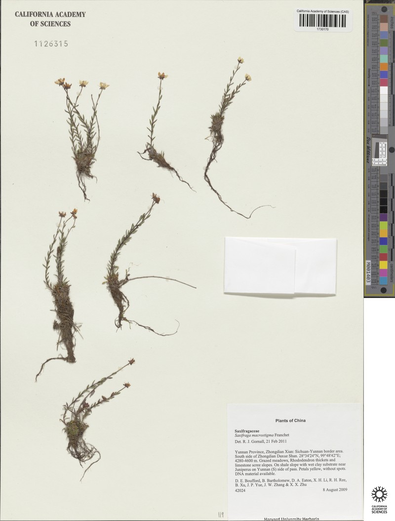 Saxifraga aristulata var. aristulata photo 3