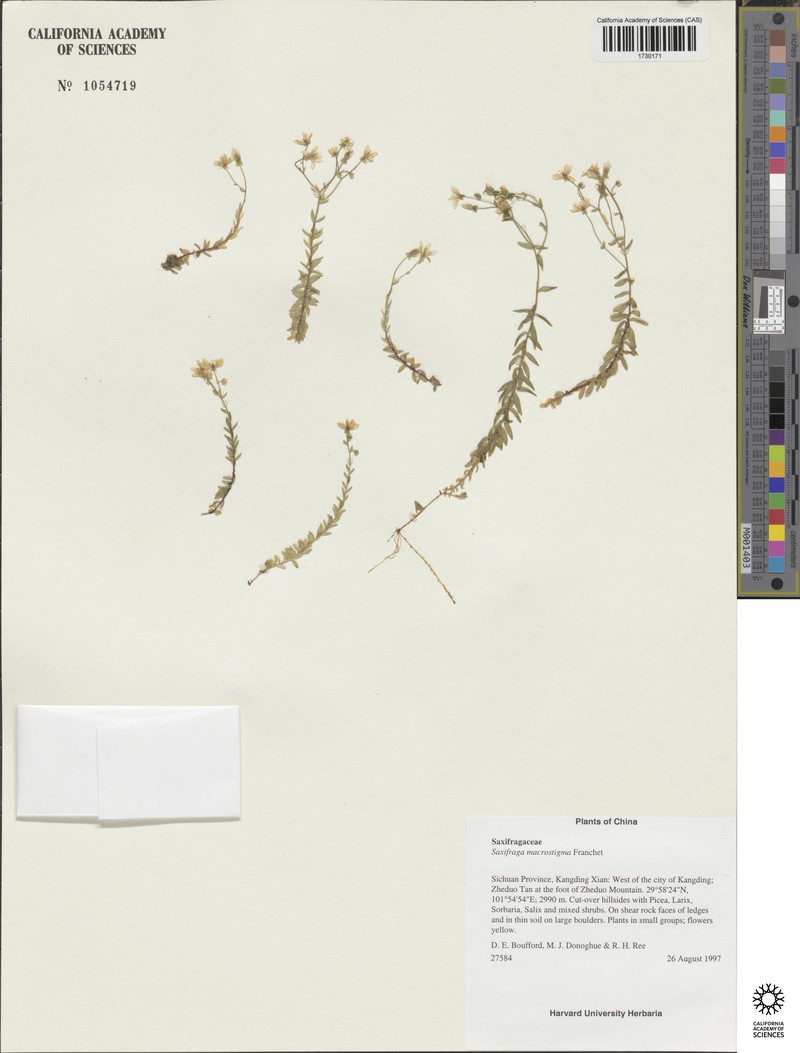 Saxifraga aristulata var. aristulata photo 4