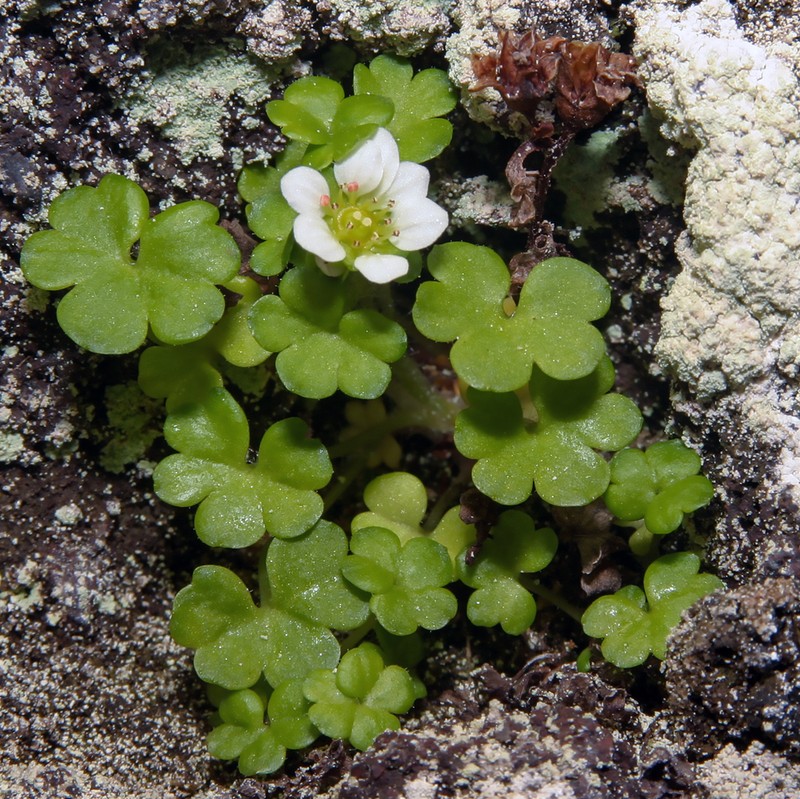 Saxifraga bracteata