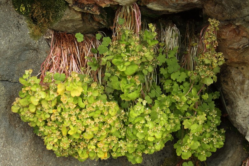 Saxifraga bracteata photo 2