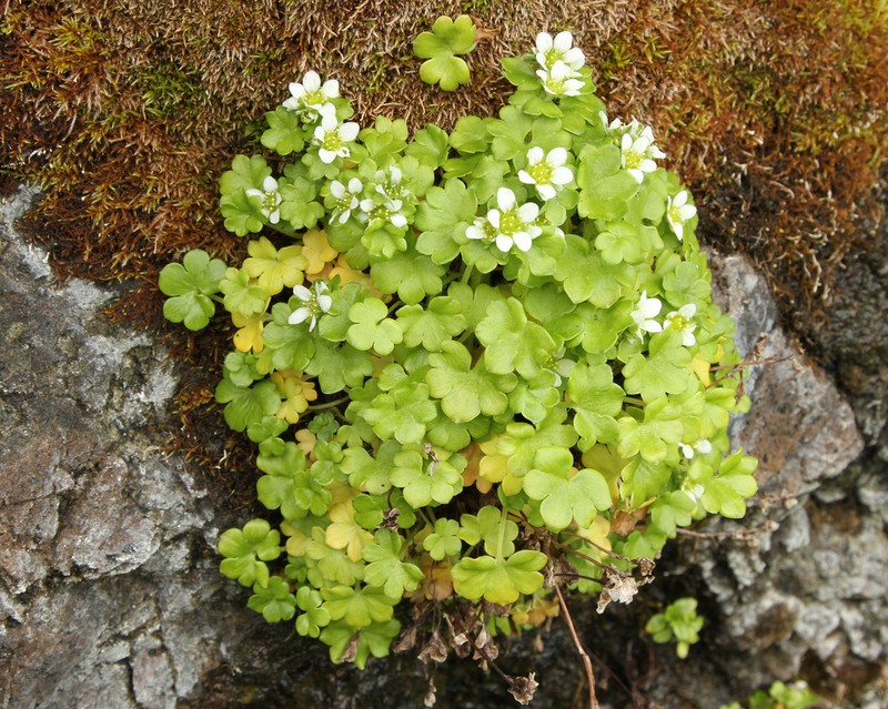 Saxifraga bracteata photo 3