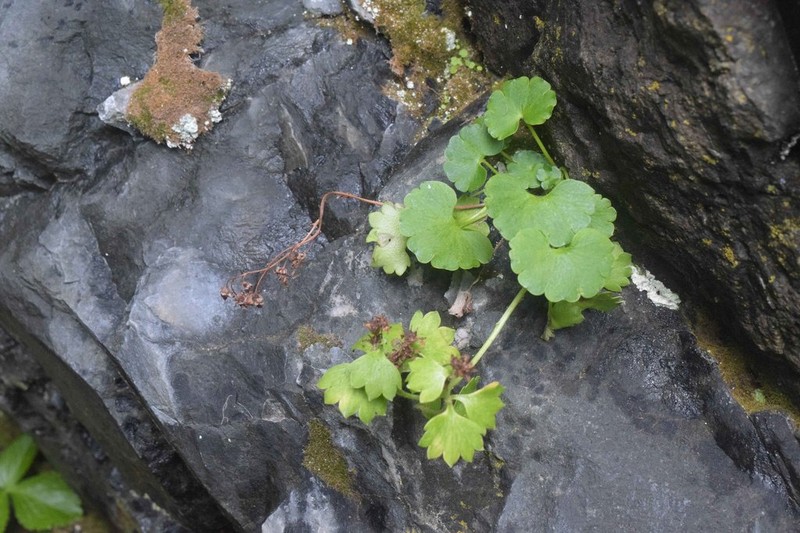 Saxifraga bracteata photo 4
