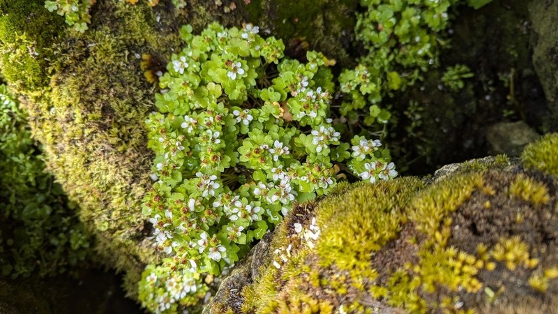 Saxifraga bracteata photo 5