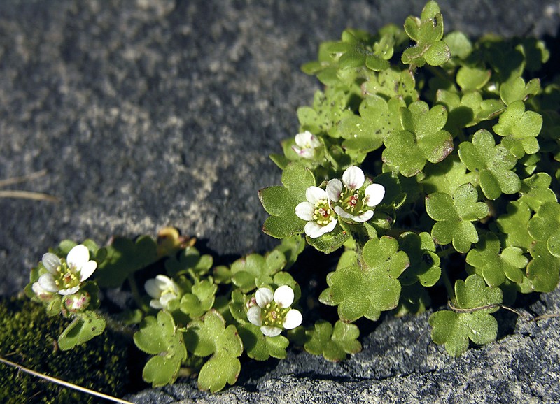Saxifraga bracteata photo 6