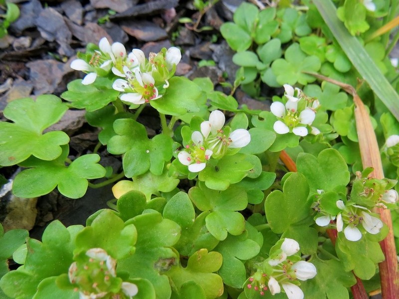Saxifraga bracteata photo 7