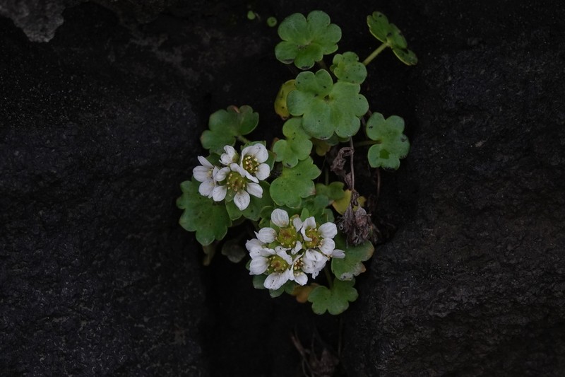 Saxifraga bracteata photo 8