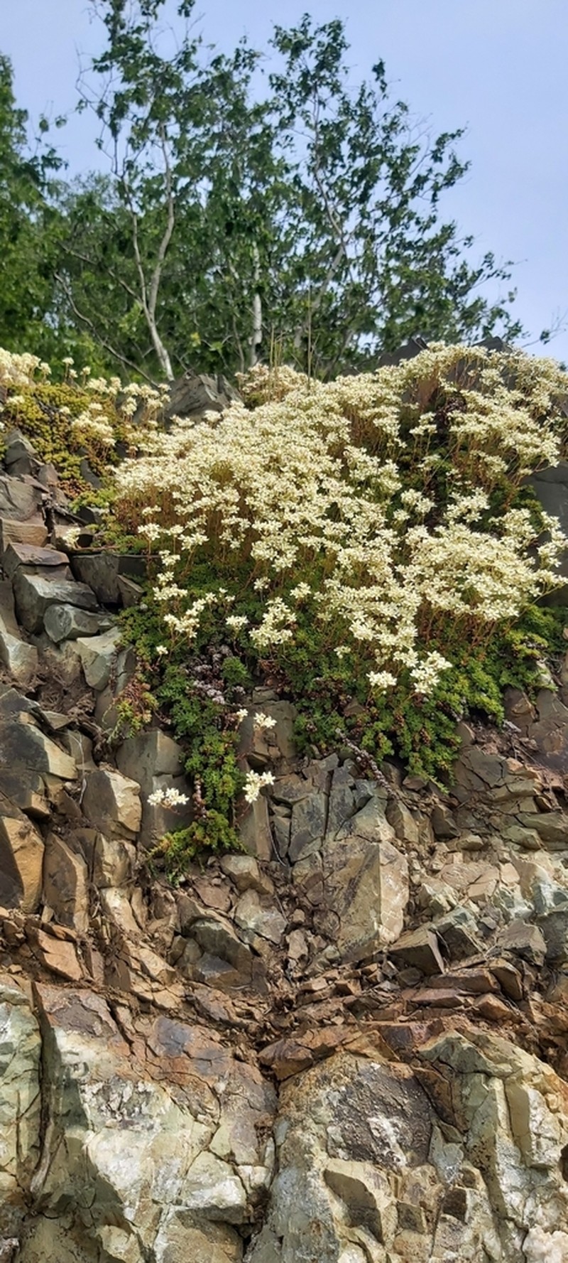 Yellowdot Saxifrage photo 4