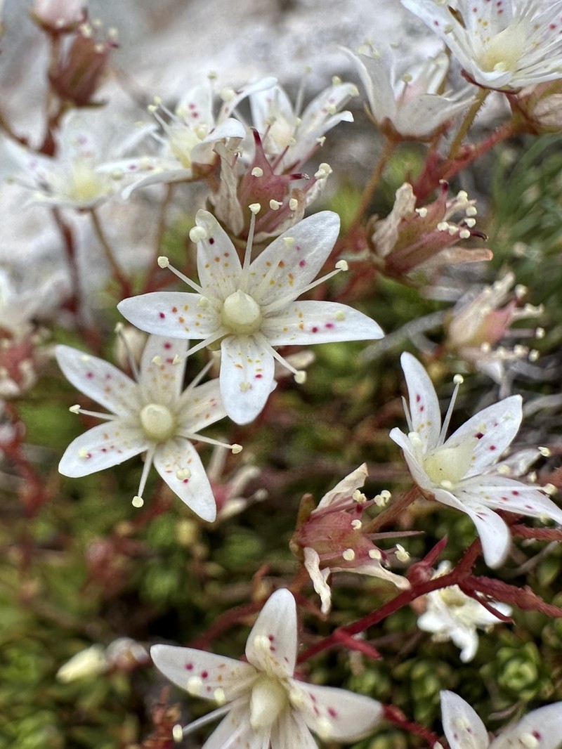 Yellowdot Saxifrage photo 5
