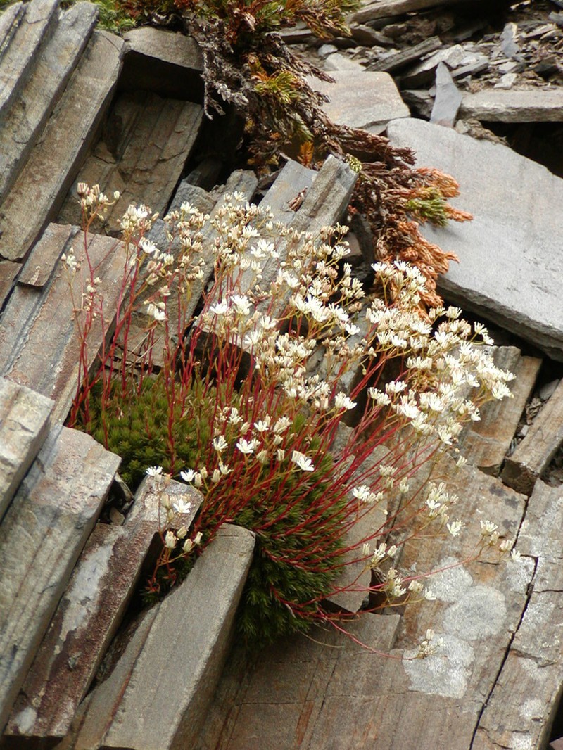 Yellowdot Saxifrage photo 6