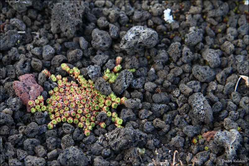 Yellowdot Saxifrage photo 7