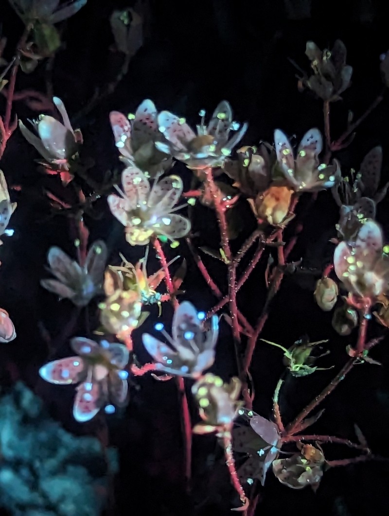 Yellowdot Saxifrage photo 8