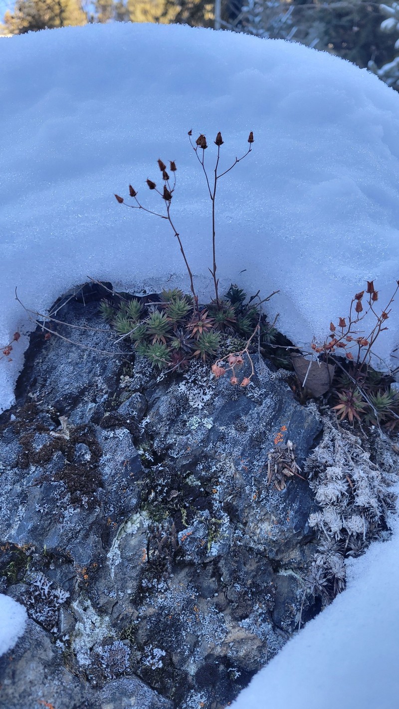 Saxifraga bronchialis subsp. austromontana