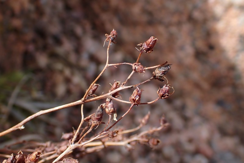 Saxifraga bronchialis subsp. austromontana photo 2