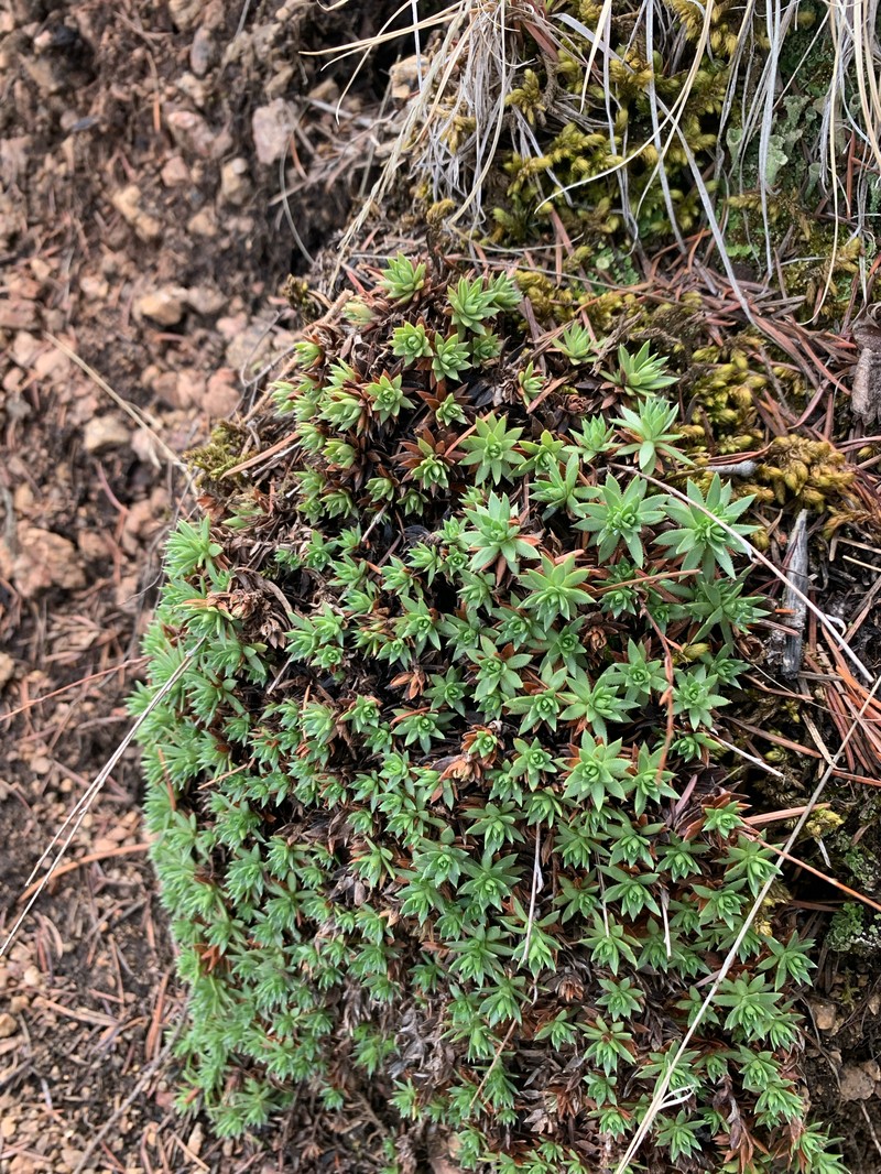 Saxifraga bronchialis subsp. austromontana photo 3