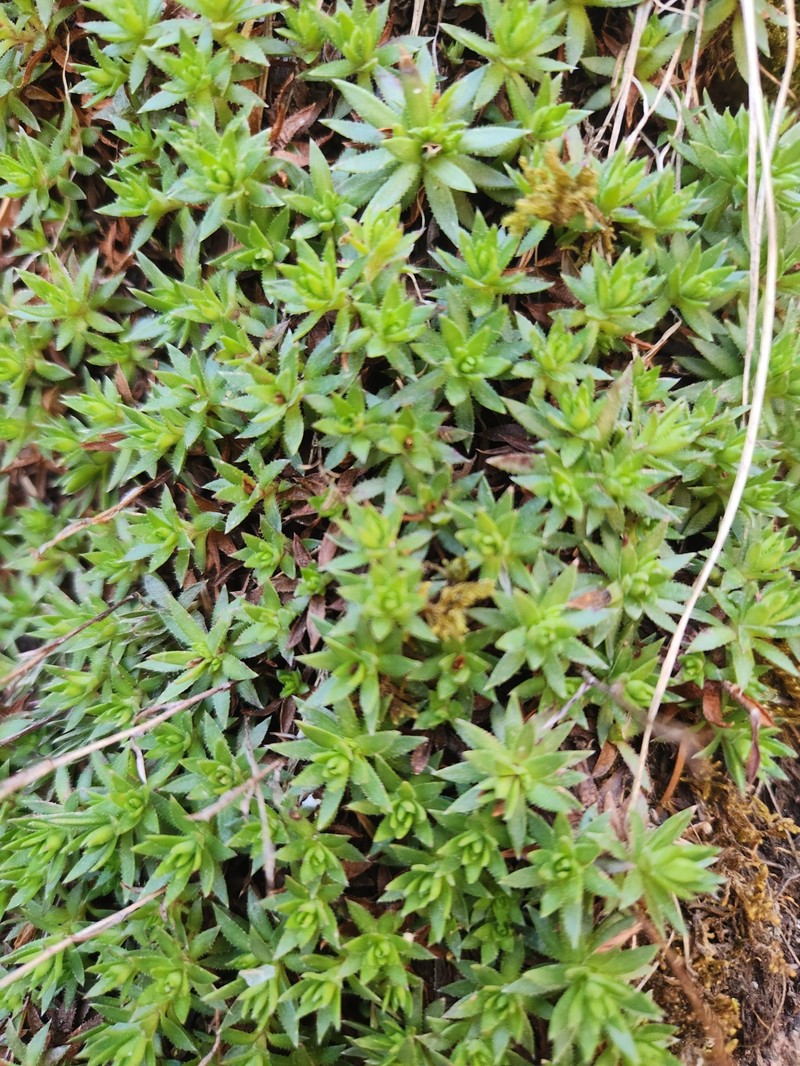 Saxifraga bronchialis subsp. austromontana photo 4