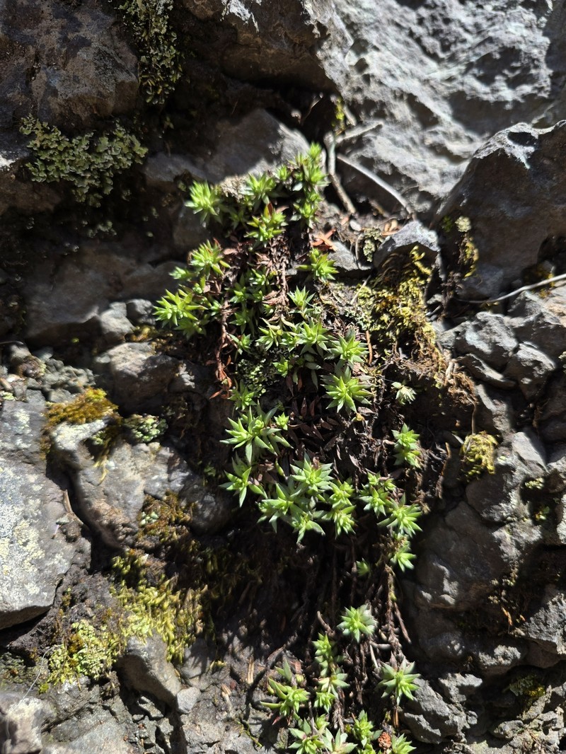 Saxifraga bronchialis subsp. austromontana photo 5