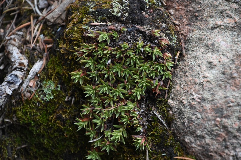 Saxifraga bronchialis subsp. austromontana photo 6