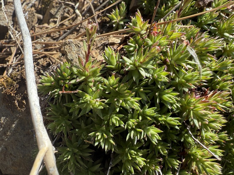 Saxifraga bronchialis subsp. austromontana photo 7
