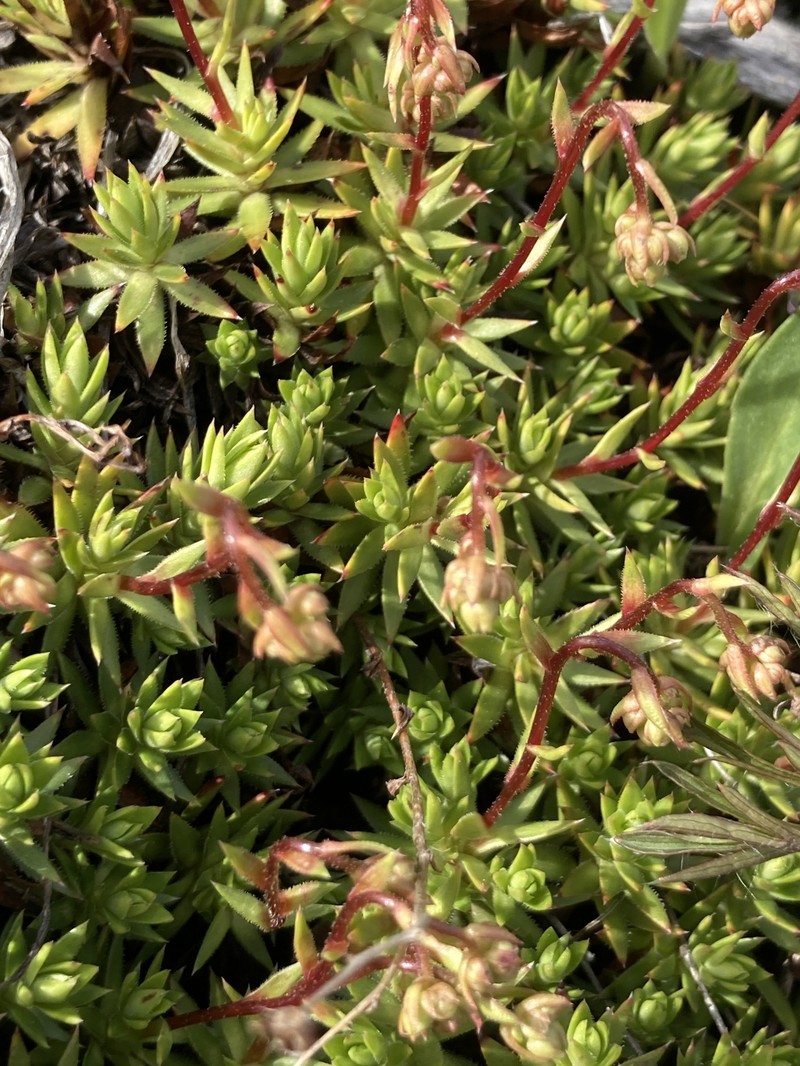Saxifraga bronchialis subsp. austromontana photo 8