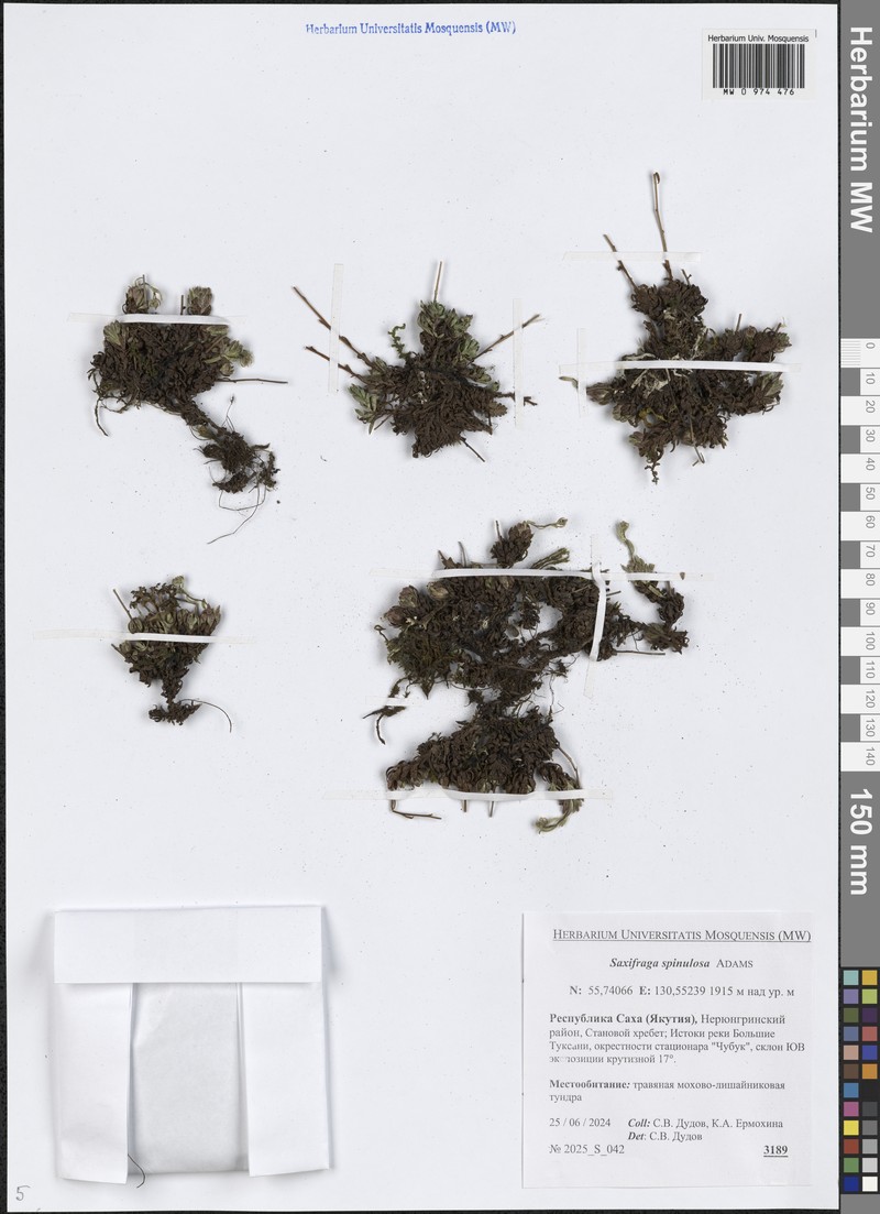 Saxifraga bronchialis subsp. bronchialis photo 2