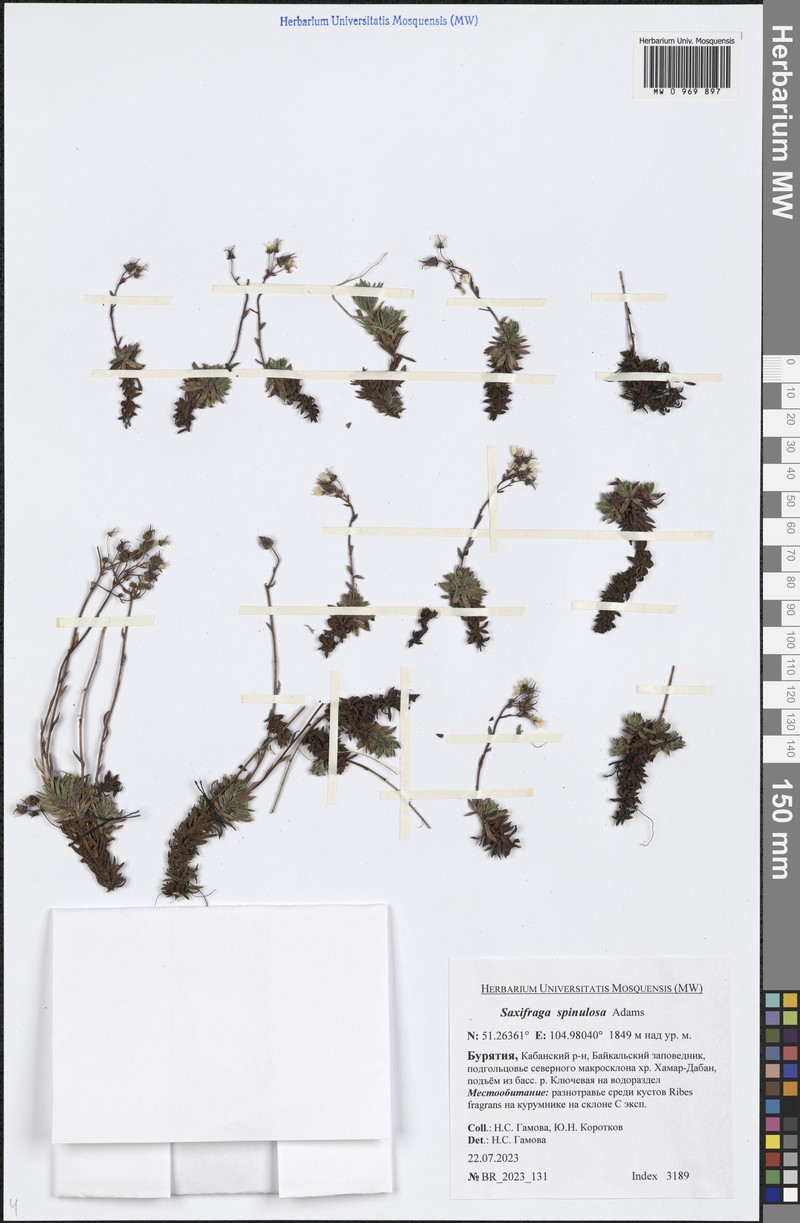 Saxifraga bronchialis subsp. bronchialis photo 3