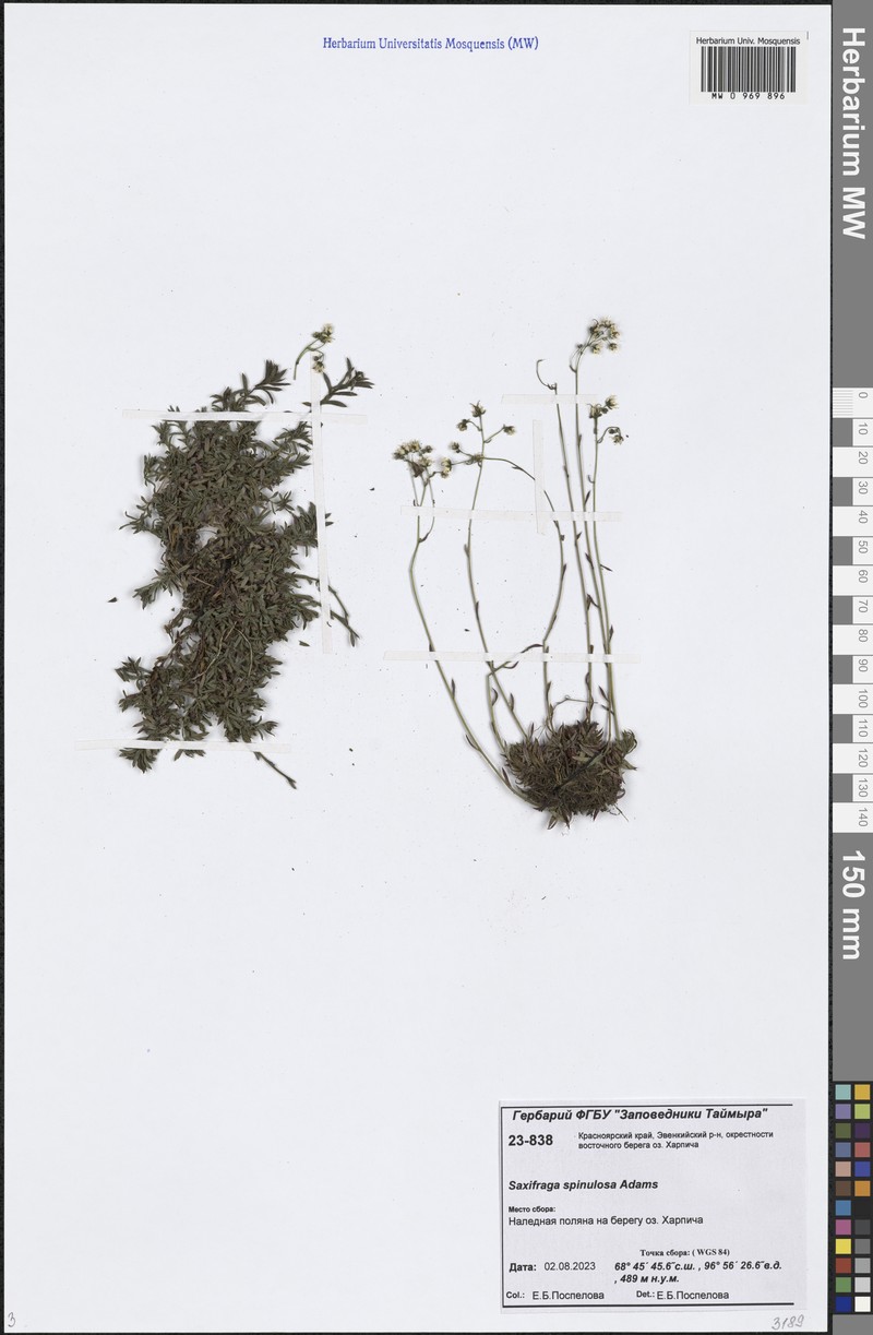 Saxifraga bronchialis subsp. bronchialis photo 4