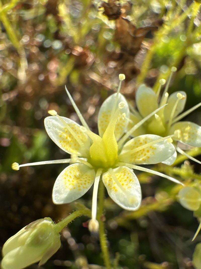 Saxifraga bronchialis subsp. funstonii