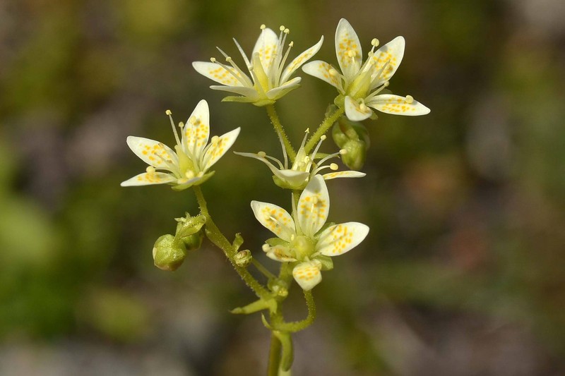 Saxifraga bronchialis subsp. funstonii photo 2