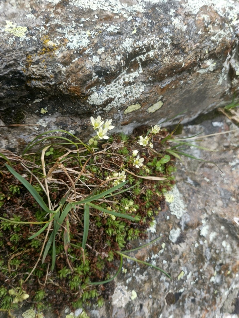 Saxifraga bronchialis subsp. funstonii photo 3